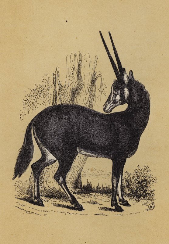 Oryx (väri litho) tekijältä English School