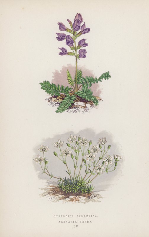 Oxytropis Pyrenaica; Arenaria Verna (väri litho) tekijältä English School