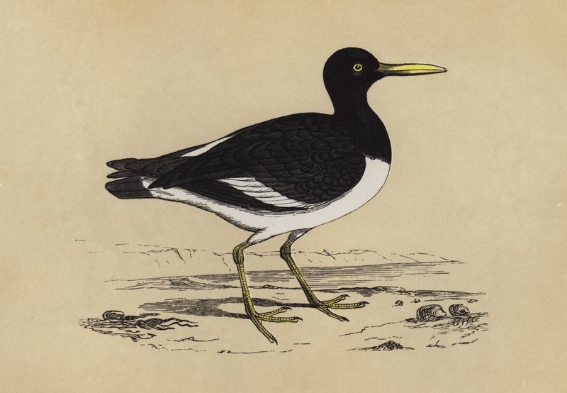 Oyster-Catcher (väri litho) tekijältä English School