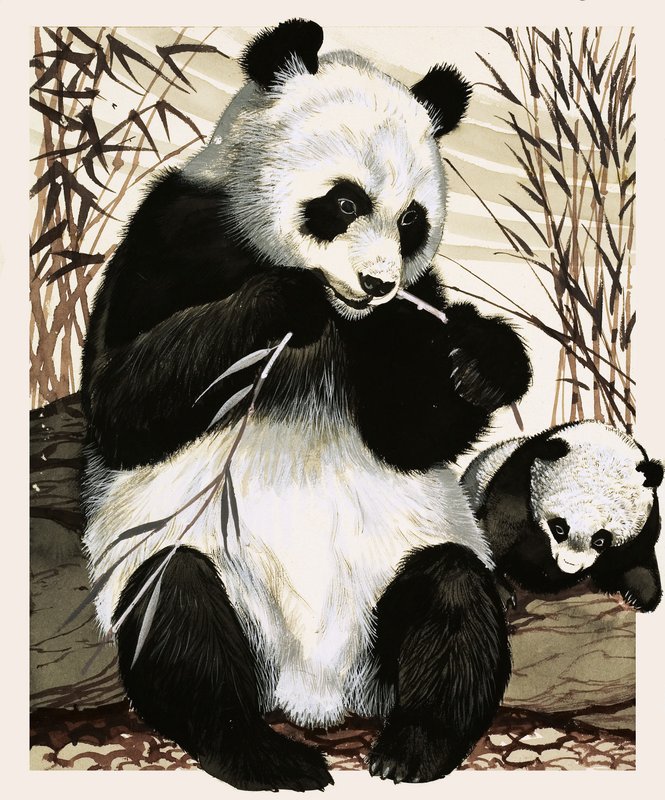 Panda ja pentu tekijältä English School