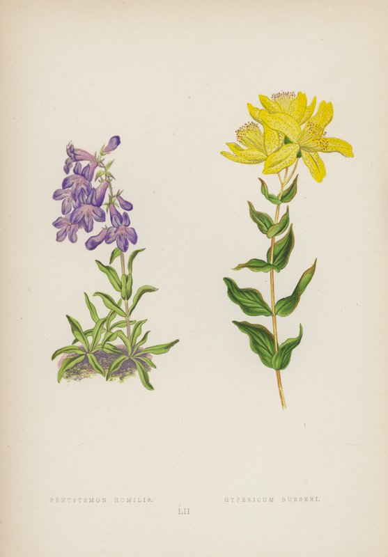Nöyrä Pentstemon; Hypericum Burseri (väri litho) tekijältä English School