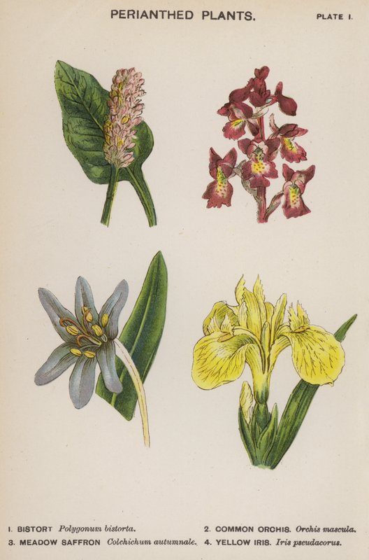 Perianthed Plants (väri litho) tekijältä English School