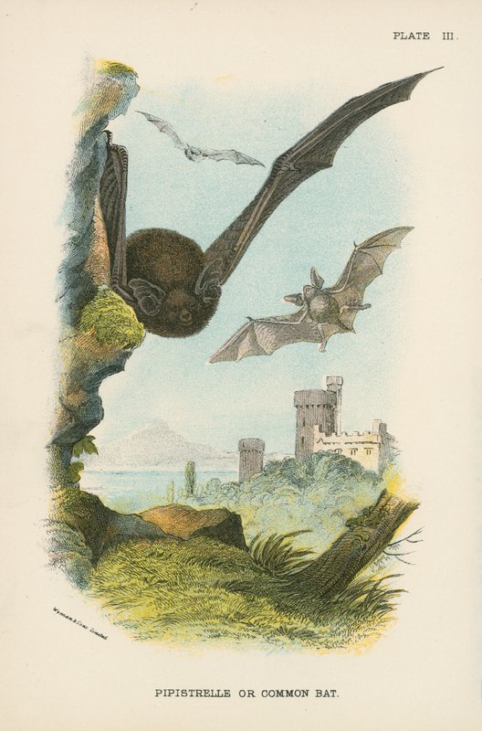 Pipistrelle tai Common Bat tekijältä English School
