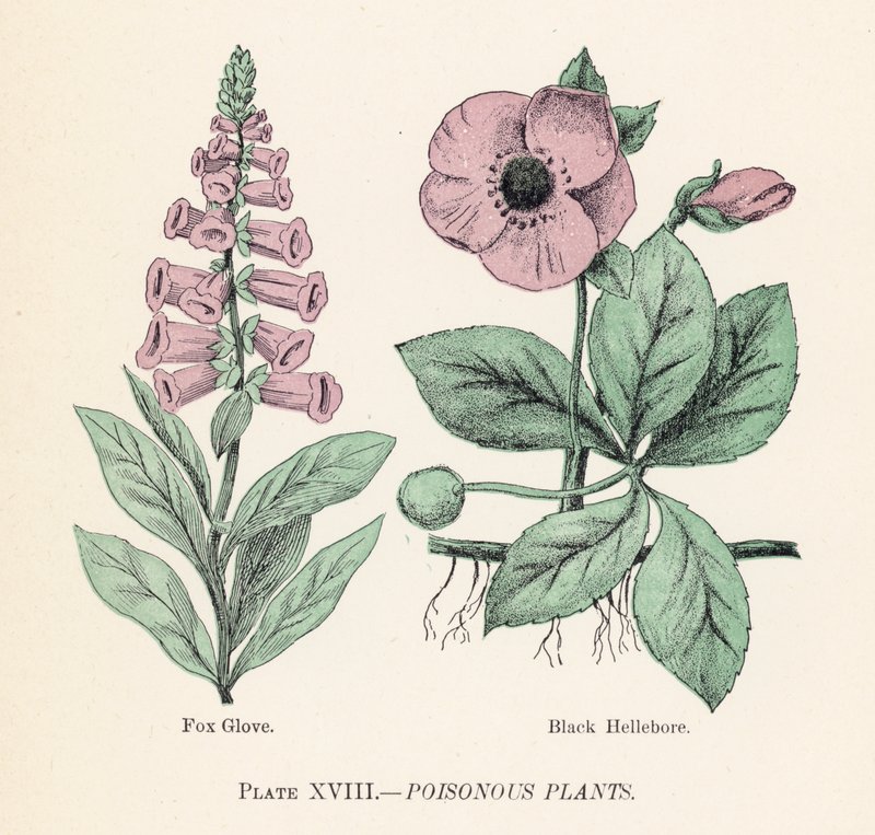 Myrkylliset kasvit (väri litho) tekijältä English School