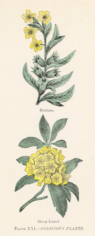 Myrkylliset kasvit (väri litho) tekijältä English School