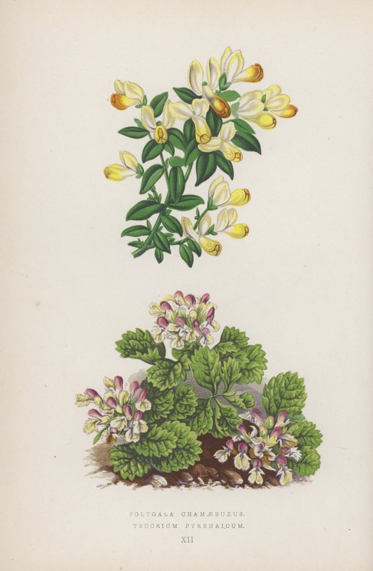 Polygala Chamaebuxus; Teucrium Pyrenaicum (väri litossa) tekijältä English School