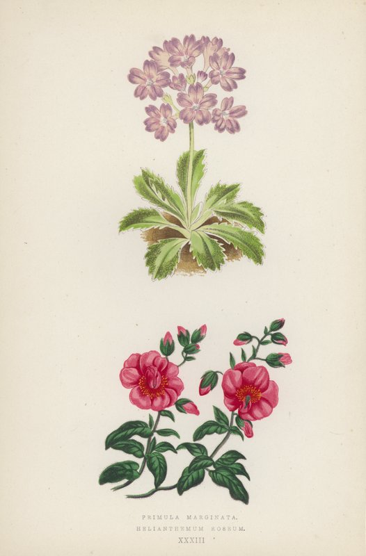 Primula Marginata; Helianthemum Roseum (väri litho) tekijältä English School