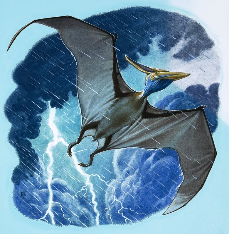 Pterodactyl tekijältä English School