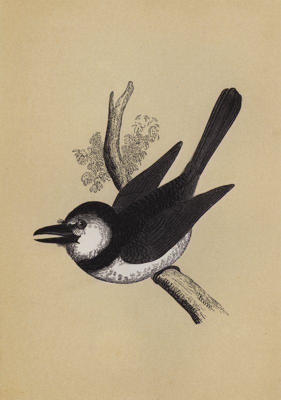 Puff Bird (väri litho) tekijältä English School