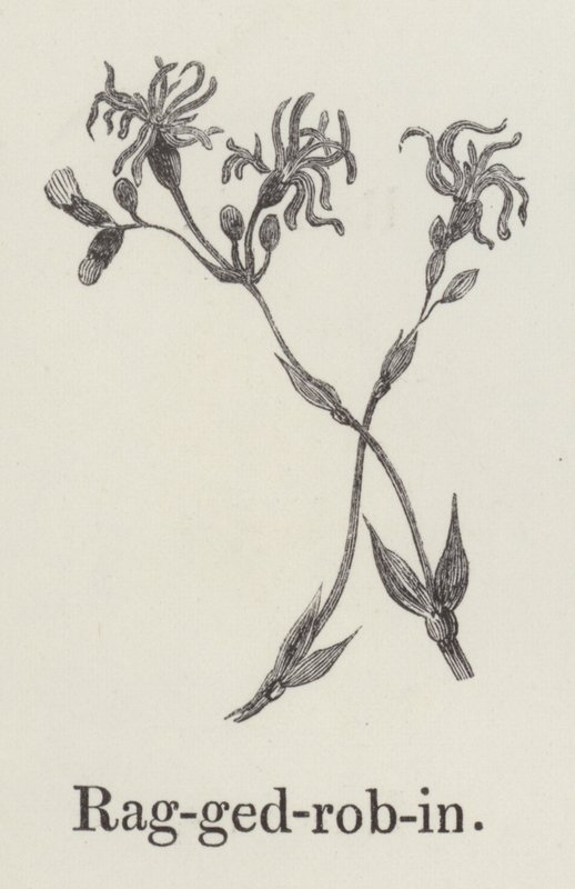 Ragged robin (kaiverrus) tekijältä English School