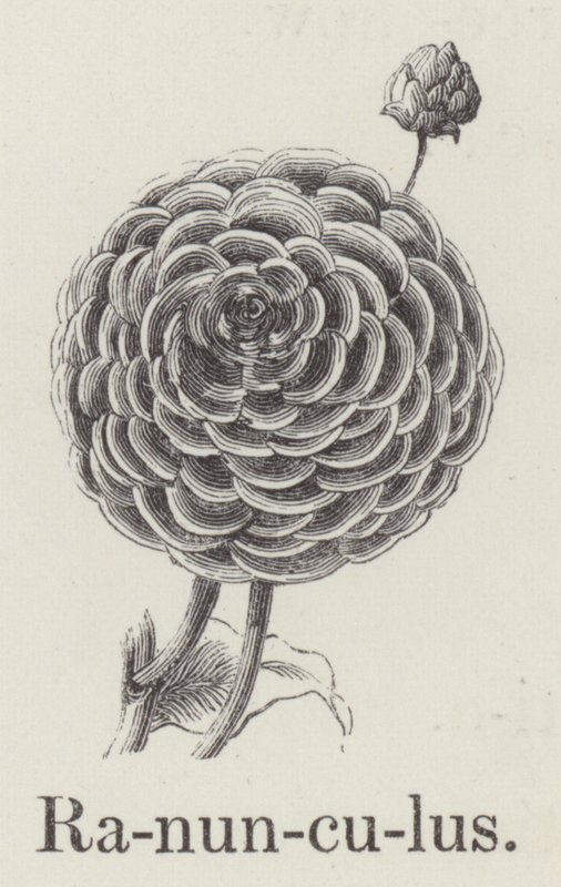 Ranunculus (kaiverrus) tekijältä English School