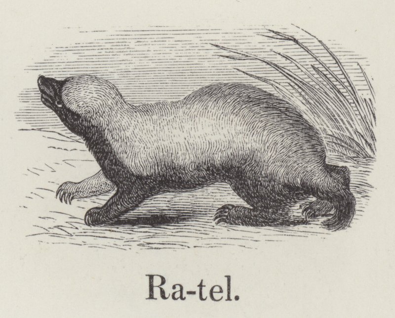 Ratel (kaiverrus) tekijältä English School