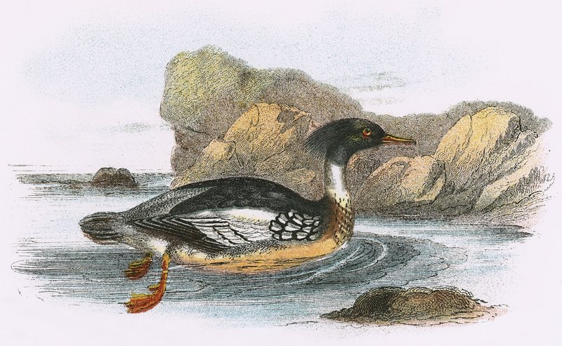 Punarintainen merganser tekijältä English School