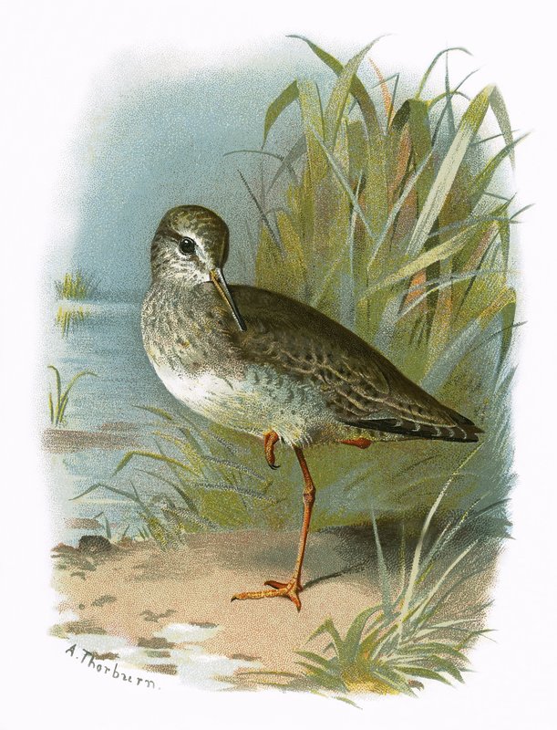 Redshank tekijältä English School