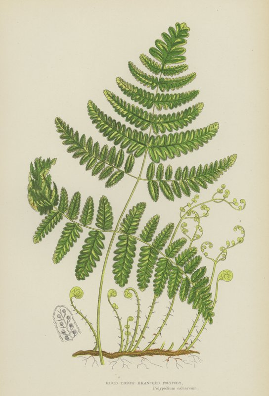 Jäykkä kolmihaarainen polypody (väri litho) tekijältä English School