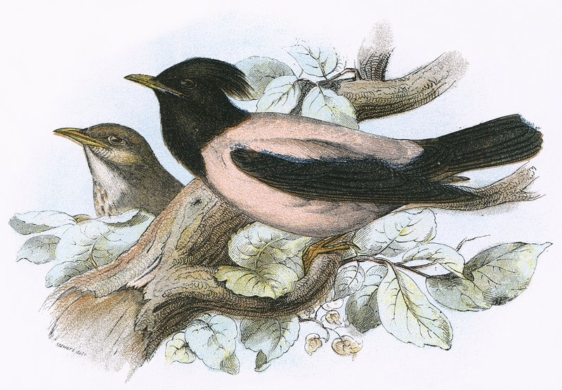 Ruusunvärinen Starling tekijältä English School