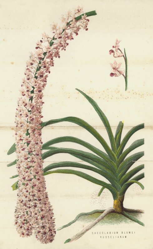 Saccolabium Blumei Russelianum (chromolitho) tekijältä English School
