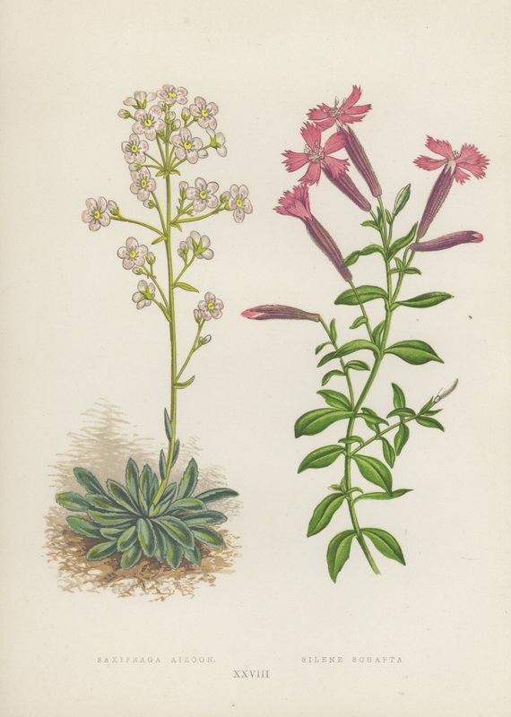 Saxifraga Aizoon; Silene Schafta (värilitaatti) tekijältä English School