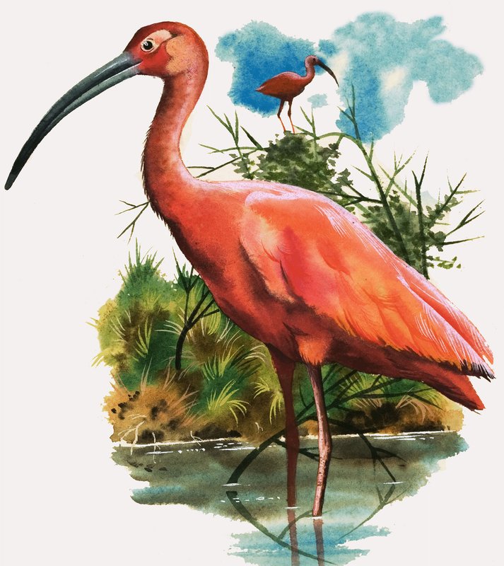Scarlet Ibis tekijältä English School