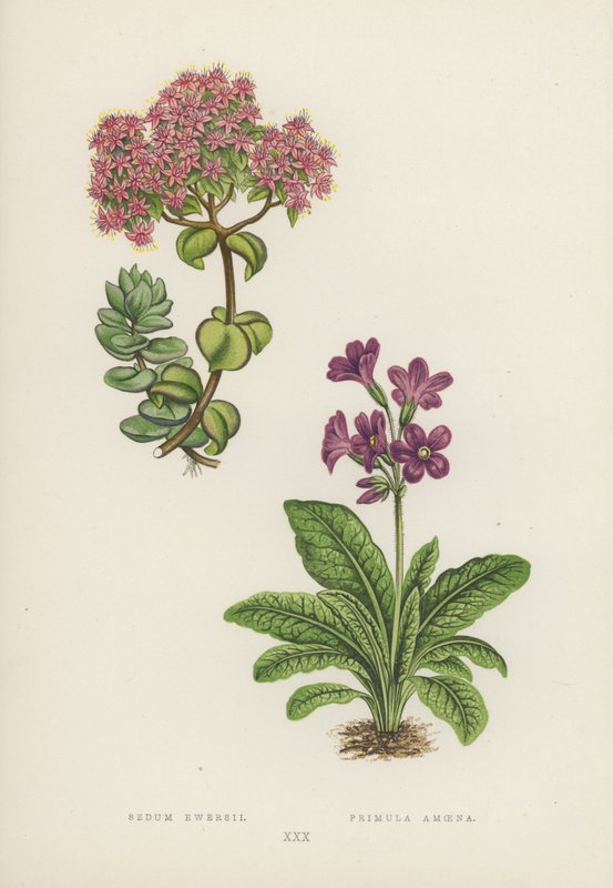 Sedum Ewersii; Primula Amoena (väri litossa) tekijältä English School