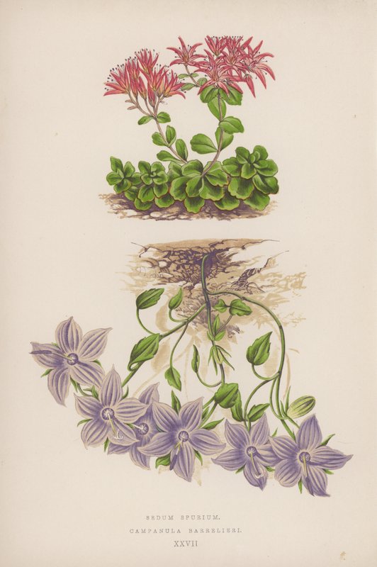 Sedum Spurium; Campanula Barrelieri (väri litossa) tekijältä English School