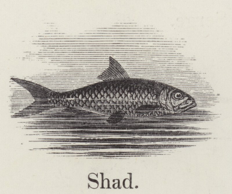 Shad (kaiverrus) tekijältä English School