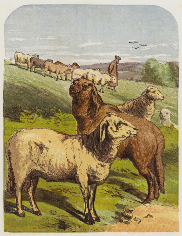 lampaat (chromolitho) tekijältä English School