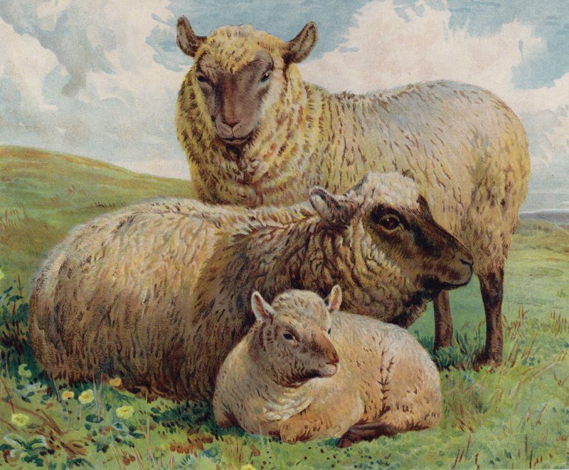 Lammas ja lammas (väri litho) tekijältä English School