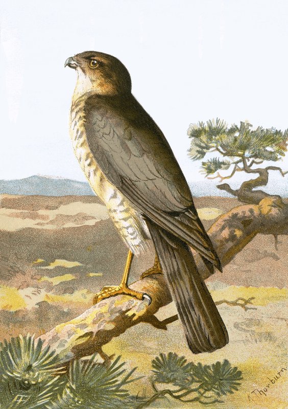 Sparrow Hawk tekijältä English School