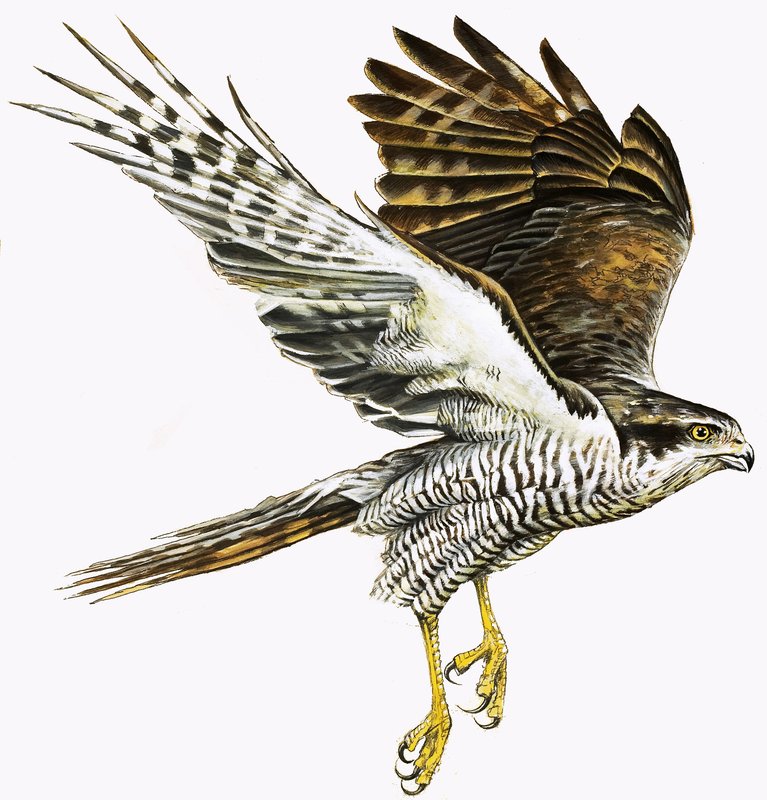 Sparrowhawk tekijältä English School