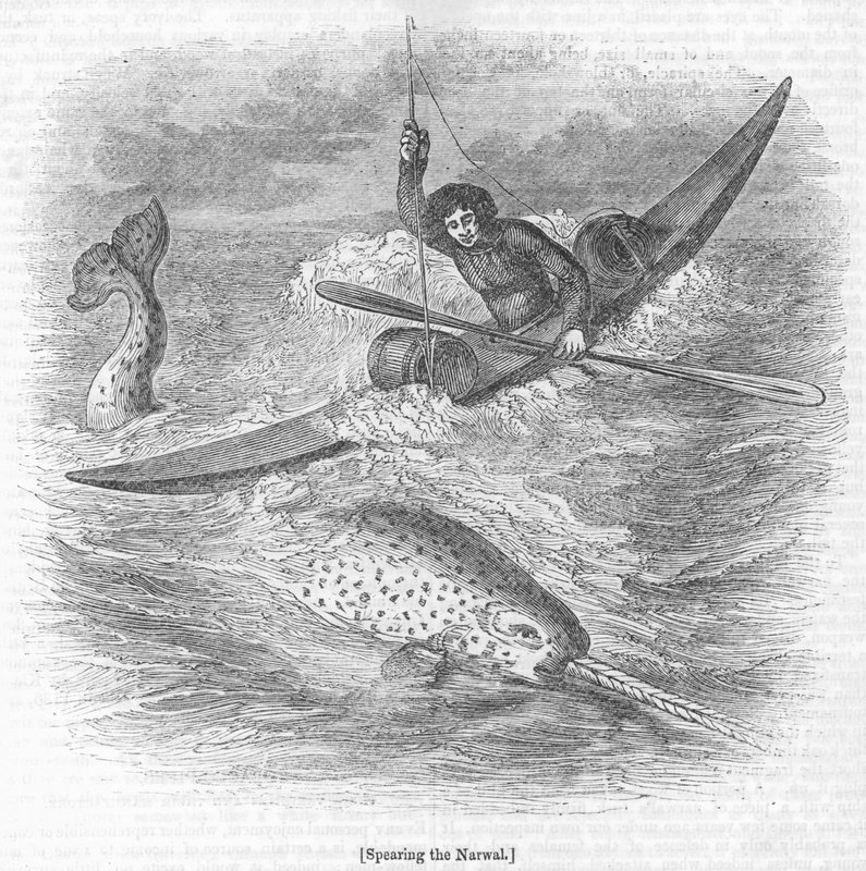Spearing the Narwhal tekijältä English School