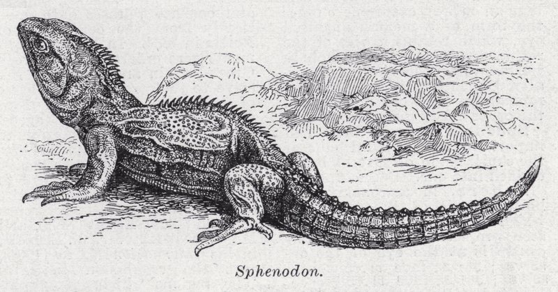 Sphenodon (litho) tekijältä English School