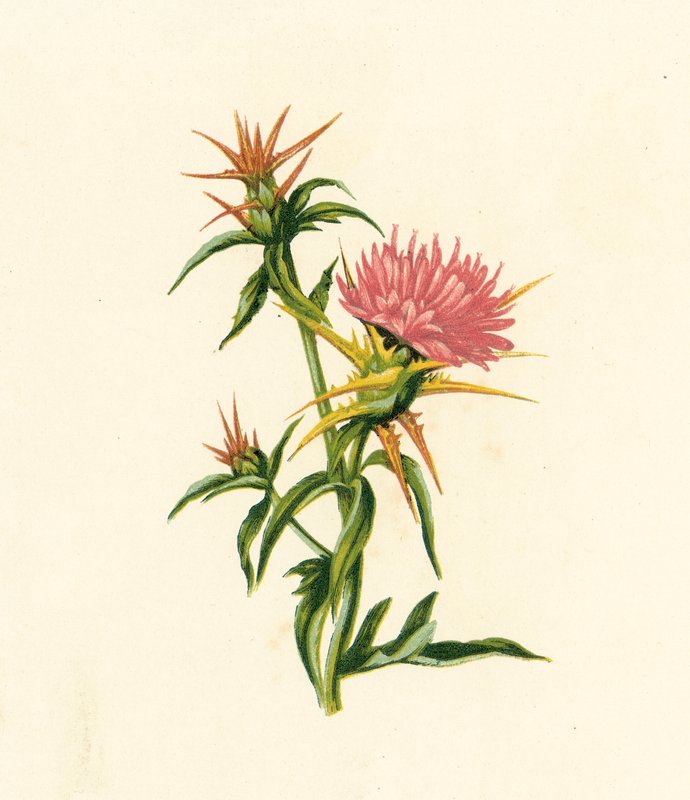 Tähtitervakko, Centaurea Calcitrapa (värilitho) tekijältä English School