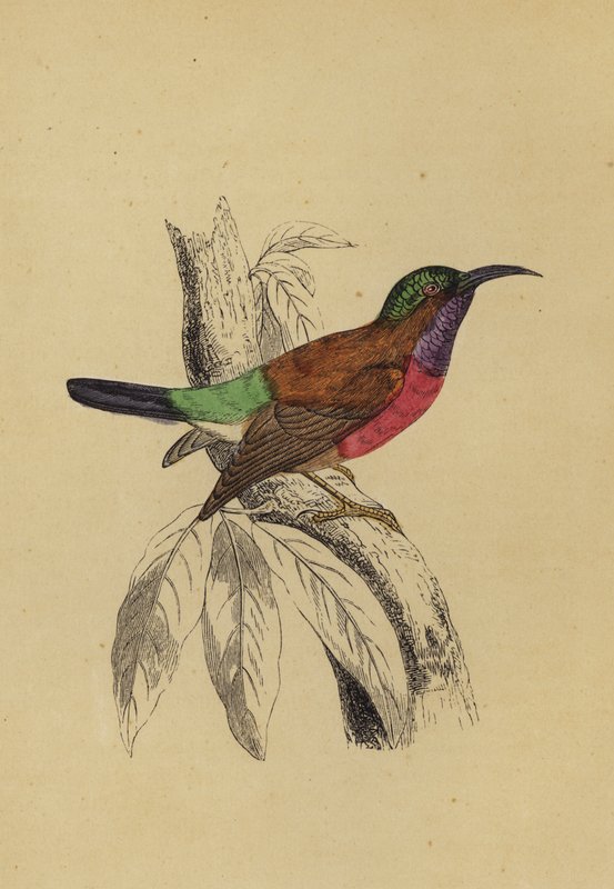 Sun Bird (väri litho) tekijältä English School