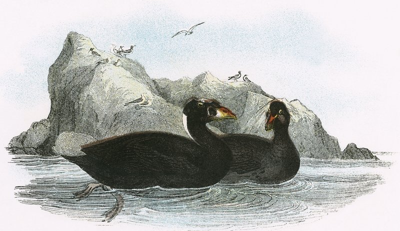 Surf Scoter tekijältä English School