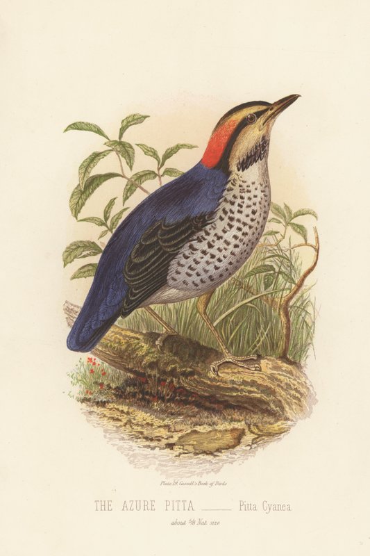Azure Pitta, Pitta Cyanea (väri litho) tekijältä English School