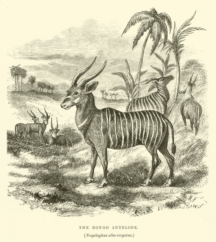 Bongo-antilooppi, Trogelaphus albo-virgatus (kaiverrus) tekijältä English School