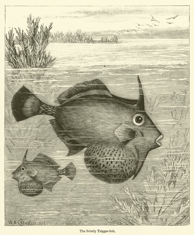 Bristly Trigger-fish (kaiverrus) tekijältä English School