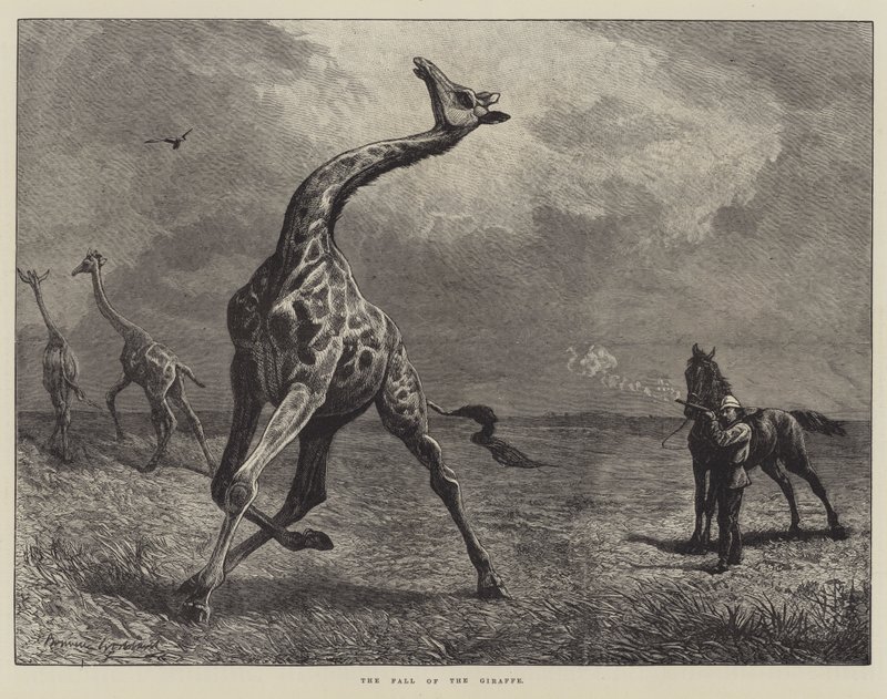 The Fall of the Giraffe (kaiverrus) tekijältä English School