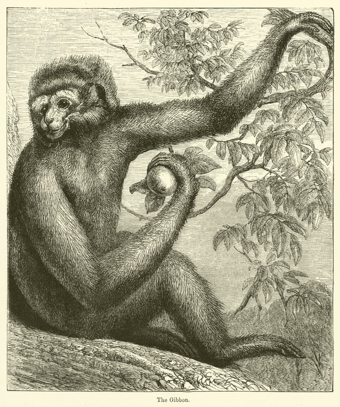 Gibbon (kaiverrus) tekijältä English School