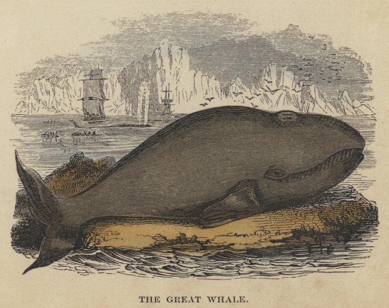 The Great Whale (värillinen kaiverrus) tekijältä English School