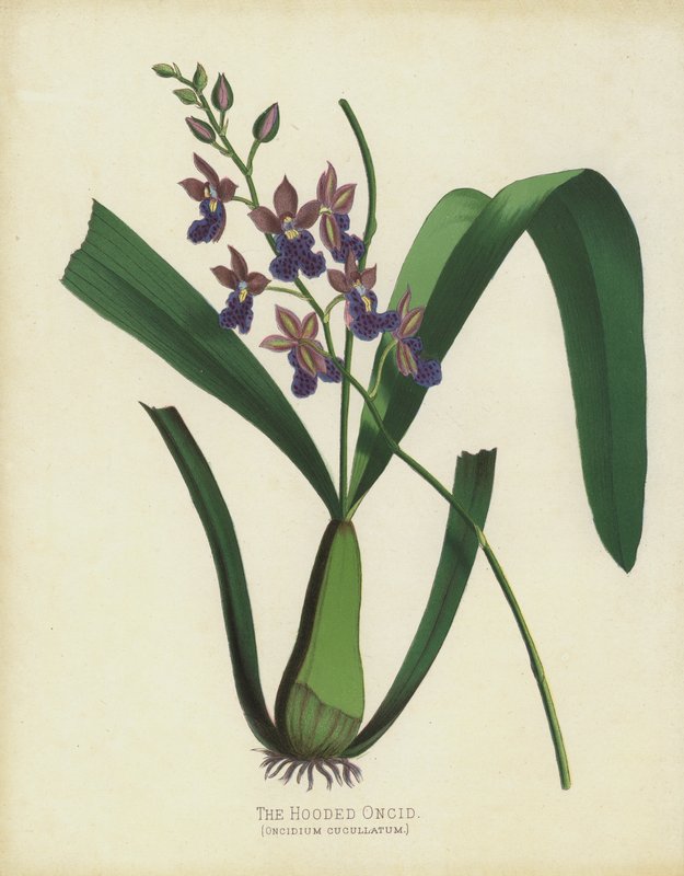 Hupullinen Oncid, Oncidium Cuccullatum tekijältä English School