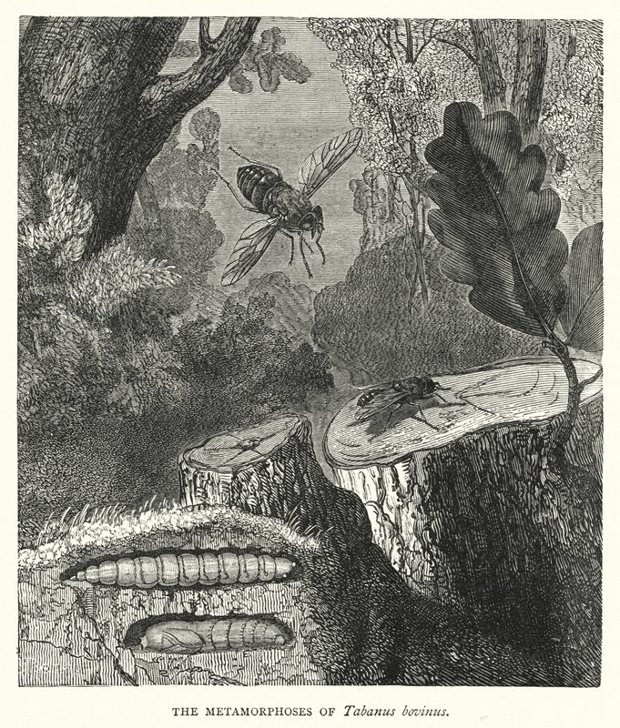 Metamorphoses of Tabanus bovinus (Tabanus bovinus) (kaiverrus) tekijältä English School