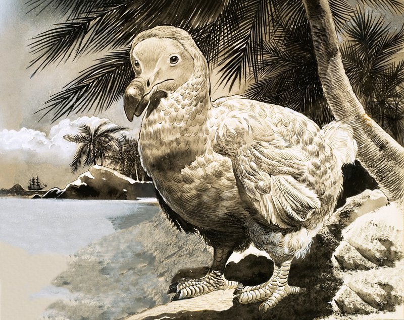 Mysteerilintu Mauritiukselta (The Dodo) tekijältä English School
