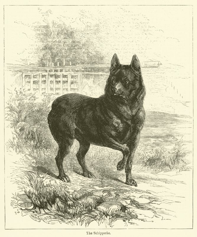 Schipperke (kaiverrus) tekijältä English School