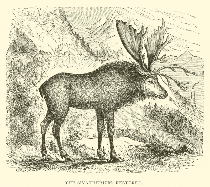 Sivatherium, kunnostettu (kaiverrus) tekijältä English School