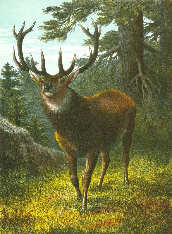 Wapiti tekijältä English School