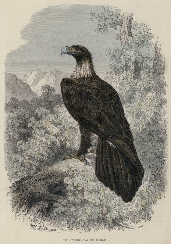 Wedge-tailed Eagle (värillinen kaiverrus) tekijältä English School