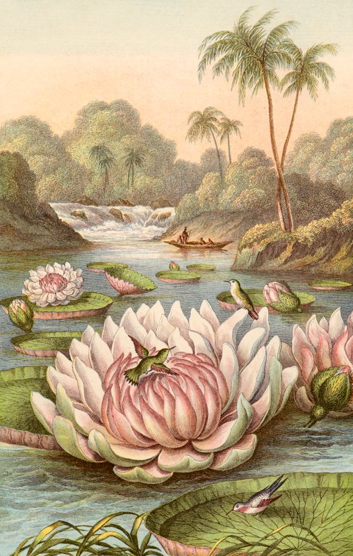 Suuri lumpeen, Victoria Regia tekijältä English School