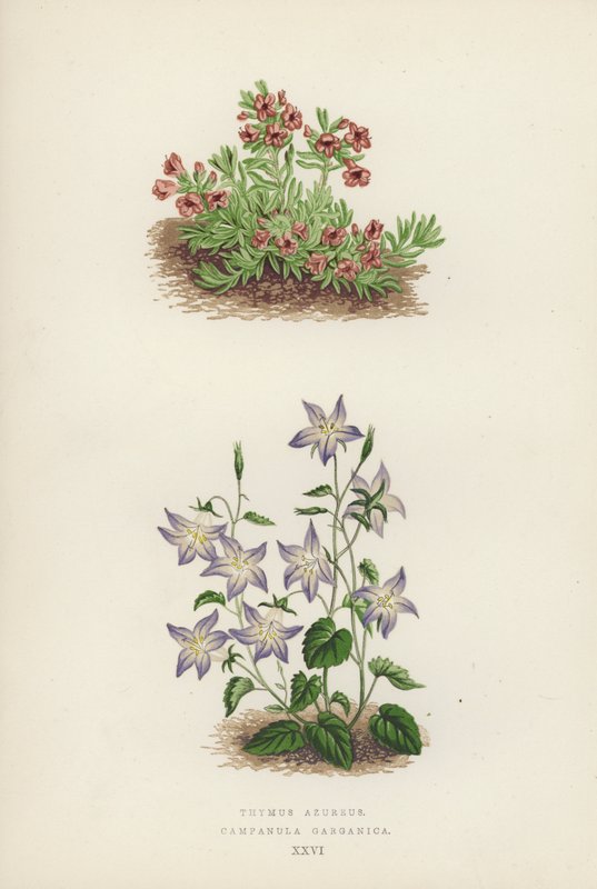 Thymus azureus; Campanula garganica (väri lit.) tekijältä English School